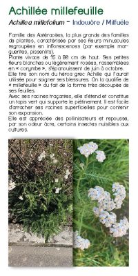 Brochure plantes sauvage 10