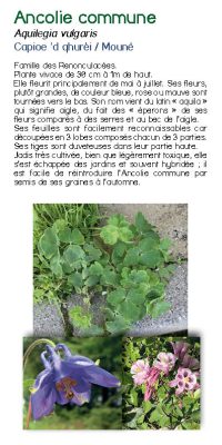 Brochure plantes sauvage 11