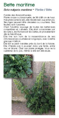 Brochure plantes sauvage 12