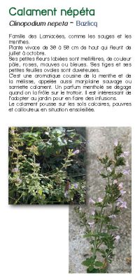 Brochure plantes sauvage 13
