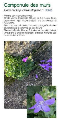 Brochure plantes sauvage 14