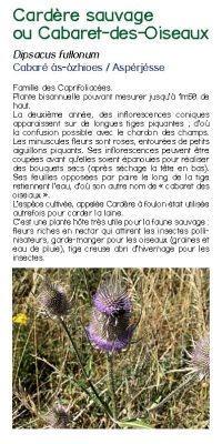 Brochure plantes sauvage 15