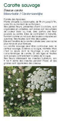 Brochure plantes sauvage 16