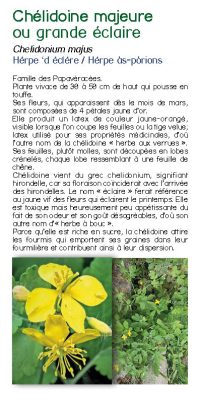 Brochure plantes sauvage 17