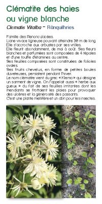 Brochure plantes sauvage 19