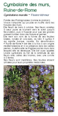 Brochure plantes sauvage 21