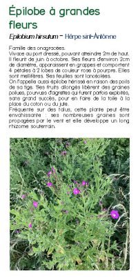 Brochure plantes sauvage 22