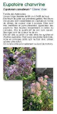 Brochure plantes sauvage 23