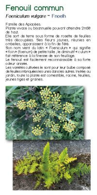 Brochure plantes sauvage 24