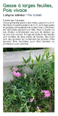 Brochure plantes sauvage 26