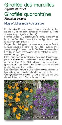 Brochure plantes sauvage 27