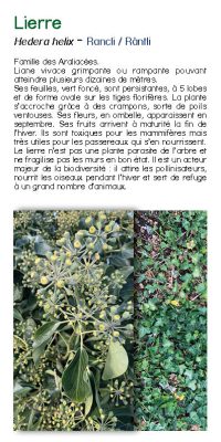 Brochure plantes sauvage 29