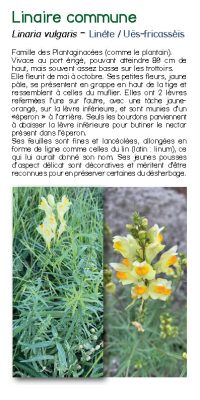 Brochure plantes sauvage 30