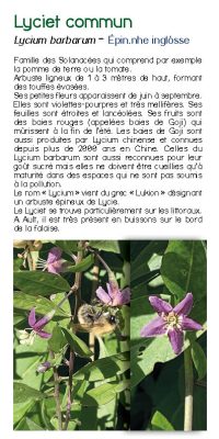 Brochure plantes sauvage 31