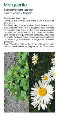 Brochure plantes sauvage 32