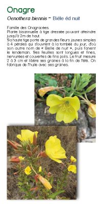 Brochure plantes sauvage 34