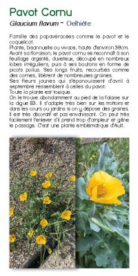 Brochure plantes sauvage 35