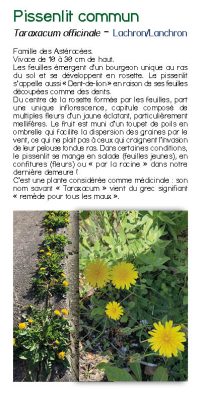 Brochure plantes sauvage 36