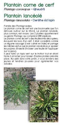Brochure plantes sauvage 37