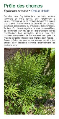 Brochure plantes sauvage 38