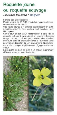 Brochure plantes sauvage 39