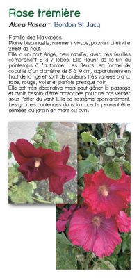 Brochure plantes sauvage 40