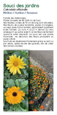 Brochure plantes sauvage 42