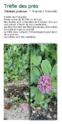 Brochure plantes sauvage 43