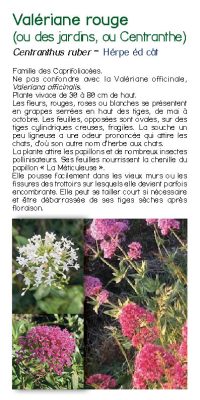 Brochure plantes sauvage 44