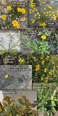 Brochure plantes sauvage 6