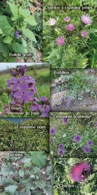 Brochure plantes sauvage 8